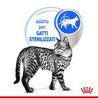 Royal Canin Cat Adult Indoor Sterilized Jelly 85 gr