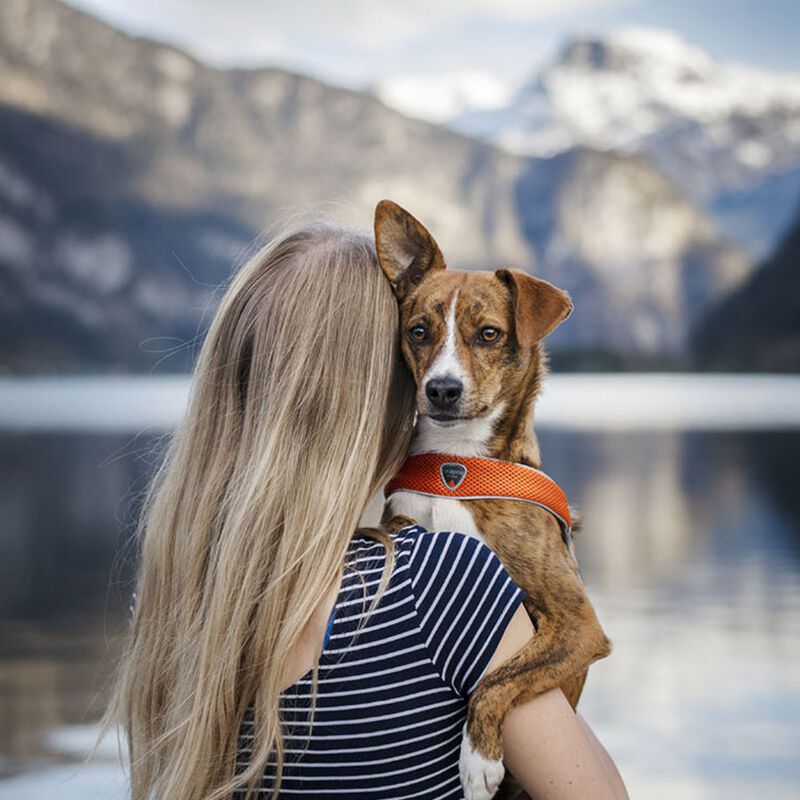 Coralpina Pettorina Cinquetorri Rosa Tg 6