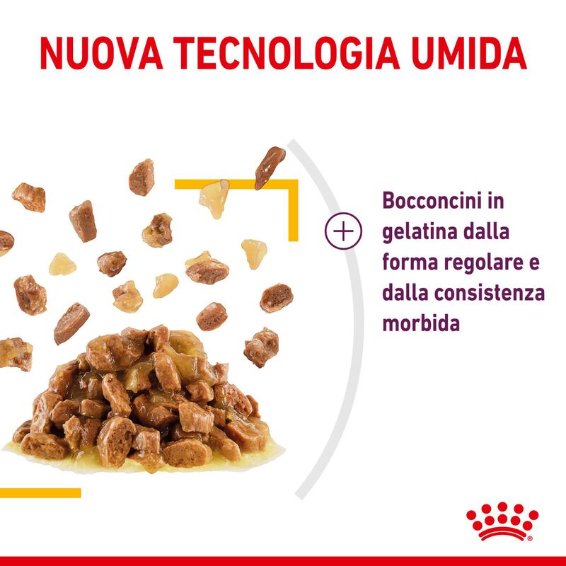 Royal Canin Cat Adult Sensory Taste Jelly 85 gr