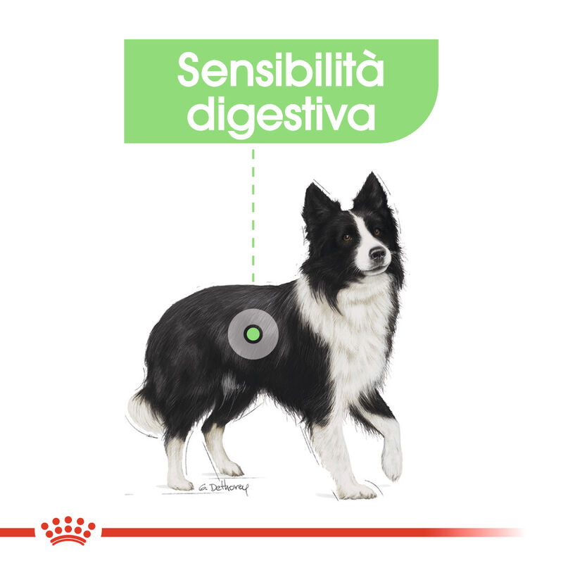 Royal Canin Dog Adult e Senior Medium Digestive Care 3 kg - Scad. Febbraio 2026