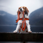 Coralpina Guinzaglio Cinquetorri rosa tg 1/3