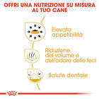Royal Canin Dog Adult e Senior Chihuahua 1,5 kg