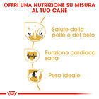 Royal Canin Dog Adult Golden Retriver 3 kg - Scad. Dicembre 25