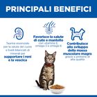 Hill's Science Plan Cat Adult al Pollo 300 gr