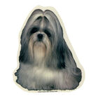 Camon Vetrofanie Shih-tzu