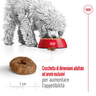 Royal Canin Dog Mini Senior 12+ 1,5 kg