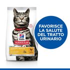 Hill's Science Plan Cat Adult Urinary Health con Pollo 1,5 kg