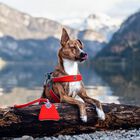 Coralpina Pettorina Cinquetorri Rosa Tg 7