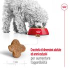 Royal Canin Dog Mini Adult +8, 8kg Royal Canin Dog Mini Adult +8, 8kg