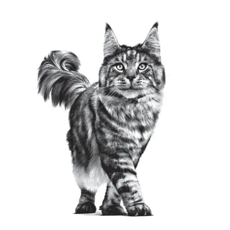 Royal Canin Veterinary Diet  Cat Urinary S/O Gravy12x85 gr