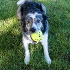 Kong Palla Reflex per cani Giallo 1 pz