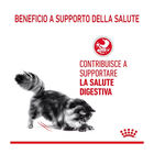 Royal Canin Cat Adult Digest Care in salsa 85 gr