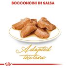 Royal Canin Cat Maine Coon 85 gr