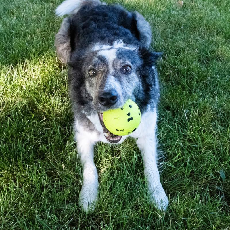 Kong Palla Reflex per cani Giallo 1 pz