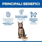 Hill's Science Plan Cat Adult con Agnello 7 kg