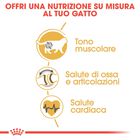 Royal Canin Cat Adult British Shorthair 2 kg