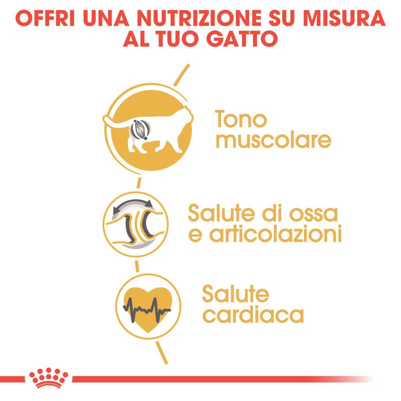 Royal Canin Cat Adult British Shorthair 2 kg