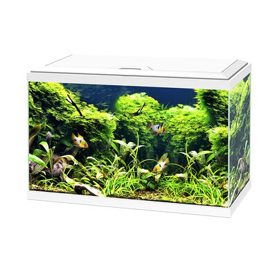 Ciano Acquario Aqua 60 LED bianco