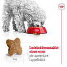 Royal Canin Dog Mini Adult 8 kg + 1kg Omaggio