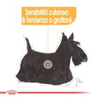 Royal Canin Dog Adult e Senior Mini Dermacomfort 3 kg