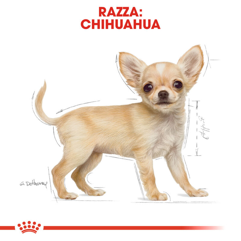 Royal Canin Dog Puppy Chihuahua 500 gr