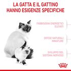 Royal Canin Cat Adult e Kitten Mother and Babycat 2 kg