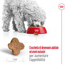 Royal Canin Dog Mini Adult 8+ 2 kg