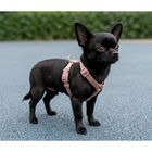 Trixie Premium Pettorina ad H color Blush mis. S-M