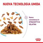 Royal Canin Cat Adult Sensory Feel Jelly 85 gr Royal Canin Cat Adult Sensory Feel Jelly 85 gr