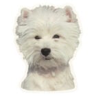 Camon Vetrofanie white terrier