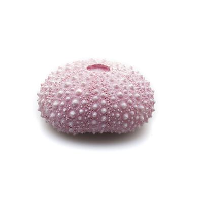 Askoll Decorazione per acquario Riccio rosa 4x3,5x2cm