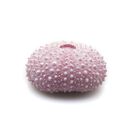 Askoll Decorazione per acquario Riccio rosa 4x3,5x2cm image number 0