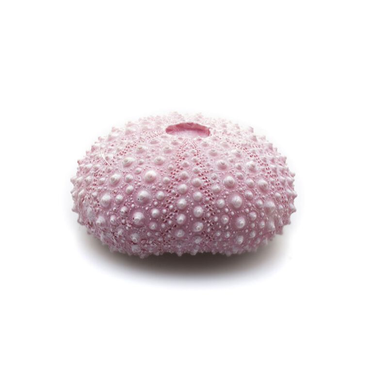 Askoll Decorazione per acquario Riccio rosa 4x3,5x2cm Askoll Decorazione per acquario Riccio rosa 4x3,5x2cm