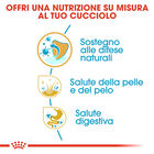 Royal Canin Dog Puppy Golden Retriver 12 kg