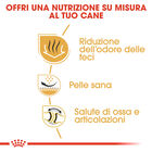 Royal Canin Dog Adult e Senior Bulldog 12 kg