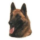 Camon Vetrofanie pastore malinois