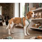 Trixie Premium Pettorina ad H color Salvia mis. M-L