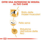 Royal Canin Dog Adult Bulldog francese 3 kg