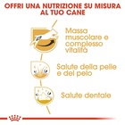 Royal Canin Dog Adult e Senior Jack Russell 1,5 kg