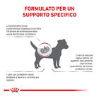 Royal Canin Veterinary Diet Dog Small Renal 500gr