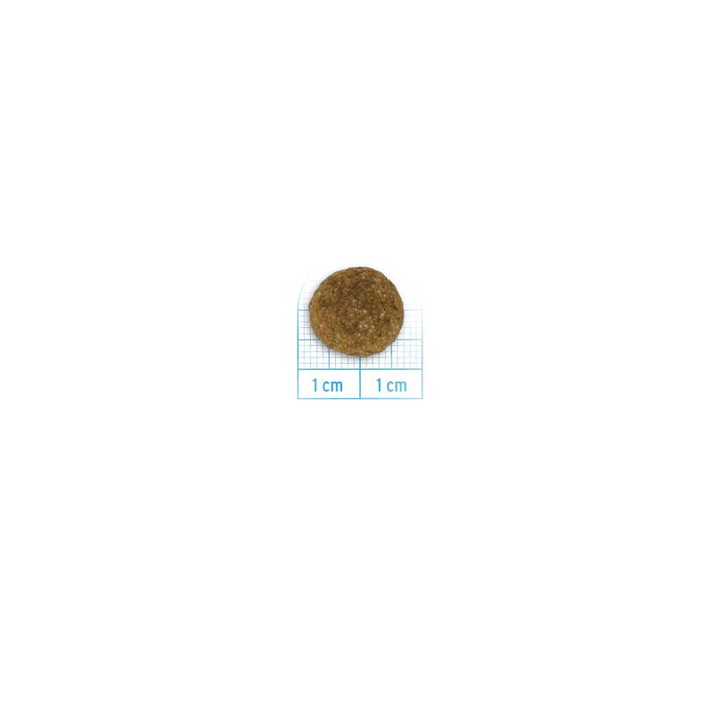 Forza10 Dog All breeds Maintenance Maiale12kg