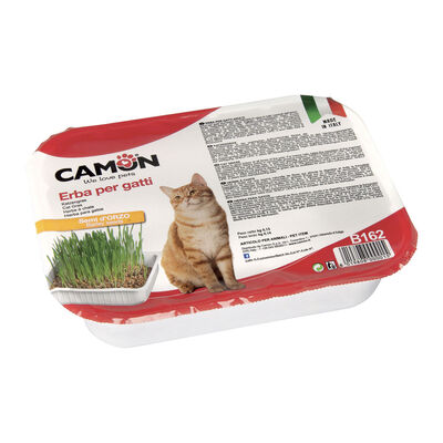Camon erba per gatti in vaschetta con semi d'orzo