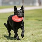 Kong Flyer per cani L Rosso