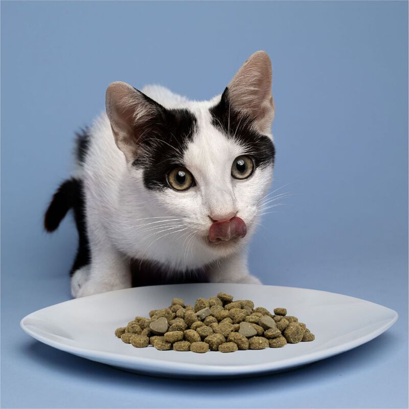 Forza 10 Active Vet Diet Renal per gatti adulti al Pesce 1,5 kg