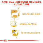 Royal Canin Dog Adult e Senior Barboncino 1,5 kg
