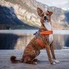 Coralpina Pettorina Cinquetorri Rosa Tg 7