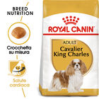 Royal Canin Dog Adult e Senior Cavalier King Charles Spaniel 1,5 kg