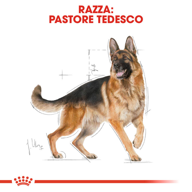 Royal Canin Dog Adult e Senior German Shepherd 11 kg