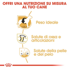 Royal Canin Dog Adult e Senior Labrador Retriver 12 kg
