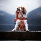 Coralpina Pettorina Cinquetorri Rosso Tg 2